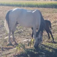 مادیان|اسب و تجهیزات اسبسواری|خرمآباد, |دیوار