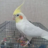 عروس هلندی