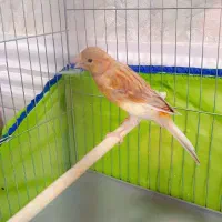 قناری ماده ابلق زیتونی پرتغالی قلمی