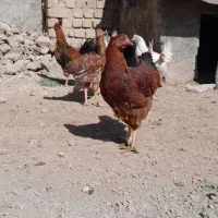 مرغ خروس جوان سالم|حیوانات مزرعه|اشترینان, |دیوار