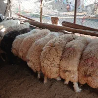 گوسفند میش شیشک چاق پرواری روغنی