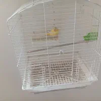 قناری نر بخون|پرنده|قدس, شهر‌قدس|دیوار