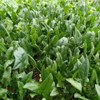 سبزی محلی ارگانیک|خوردنی و آشامیدنی|کیاشهر, |دیوار