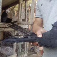 فروش کبوتر تزئینی|پرنده|قائم‌شهر, |دیوار