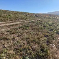 نیازمند کارگر برای گوجه چینی