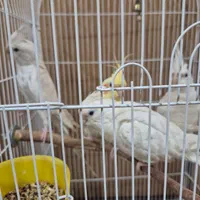 4 عدد عروس هلندی البینو و لوتینو|پرنده|اهواز, کوی نیرو|دیوار