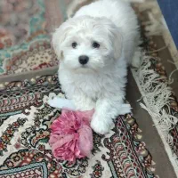 پودل تریر.چهار ماه دارد