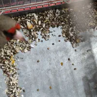 سهره|پرنده|رفسنجان, |دیوار