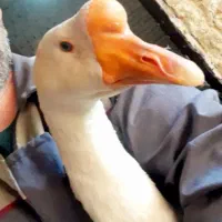 جوجه قوغاز، بوقلمون برنز ماده، اردک، خروس|حیوانات مزرعه|مشهد, شیرودی|دیوار