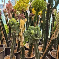 کاکتوس افوربیا * گل وگیاه گلخانه من *بیرجند|گل و گیاه طبیعی|بیرجند, |دیوار