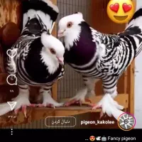 کبوتر گمشده