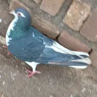 چپ‌سیاه‌قلدر|پرنده|خوشاب, |دیوار