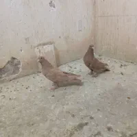 نروماده زرد