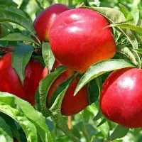 پیشفروش نهال شلیل کیوتا فروش بصورت چک