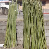 بامبو برای فروش