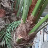 دوچرخه ونخل بریحی دارم|دوچرخه، اسکیت، اسکوتر|شادگان, |دیوار