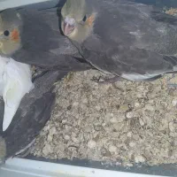 جوجه عروس هلندی