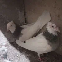 نرو ماده طوقی