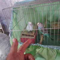 یک‌جفت‌مرغ‌عشق