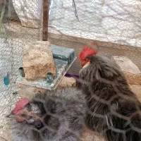 مرغ وخروس زینتی تخم گذارخروس کوشین مرغ فری ابریشمی