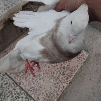 طوقی|پرنده|بهبهان, |دیوار