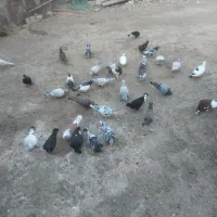 کبوتر