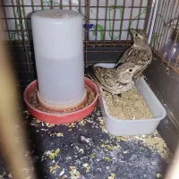 سهره خاکی و سهره رسمی|پرنده|قم, شاه ابراهیم|دیوار