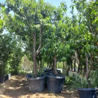 انواع درخت های پایه رویش اصلاح شده