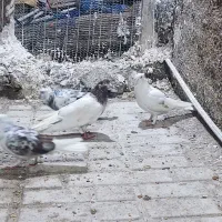 کبوتر|پرنده|مینودشت, |دیوار