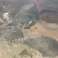 فروش بوقلمون ۳ ماده و ۱ نر
