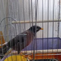 مینا|پرنده|قرچک, پویینک|دیوار