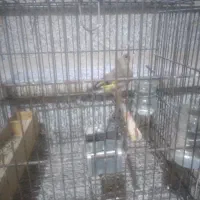 سهره کرمونی ودورگ کرمونی داراب