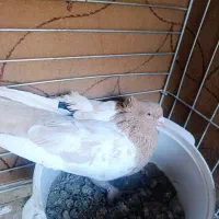 نر سینه زرد|پرنده|مبارکه, |دیوار