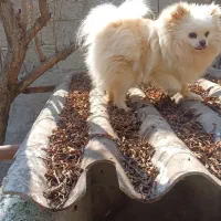 پامرانین خرسی عروسکی|سگ|ساری, |دیوار