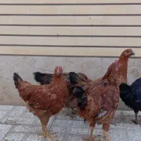 نیمچه مرغ و خروس رسمی|حیوانات مزرعه|قم, شهرک مهدیه|دیوار