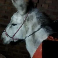 چند‌عدد‌خر‌ریزو‌درشت‌وفربه‌‌برای‌فروش