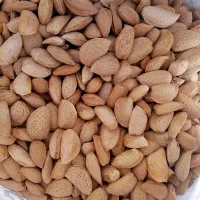 بادام درختی کوهسرخ
