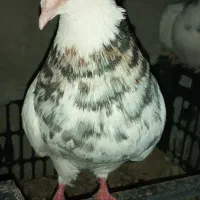 انواع کبوتر حراج