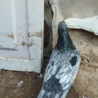 کبوتر|پرنده|بجنورد, |دیوار