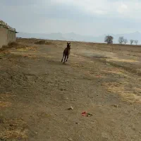 اسب|اسب و تجهیزات اسب‌سواری|سامن, |دیوار