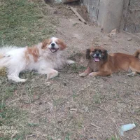 سگ نژاد پیکینز ماده اصلی