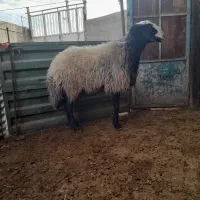 نژادشالبهتریننژاد|حیوانات مزرعه|سردرود, |دیوار