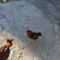 فروش مرغ و خروس لاری