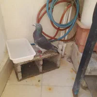 معاوضه  کبوتر سبز پلاکی کیلومتری با قناری