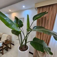 گل آپارتمانی نخل نیکلای یا پرنده بهشتی