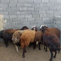 ۹ عدد میش غزل افشار جوان ابستن..گوسفند بره