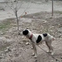 واگذاری سگ ماده ۷۰۰ تومان