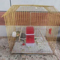 عروس هلندی|پرنده|آبادان, |دیوار