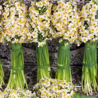 گل نرگس به قیمت عمده