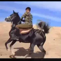 مادیان اسب